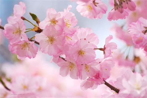 10,000+ Free Cherry & Cherry Blossom Images